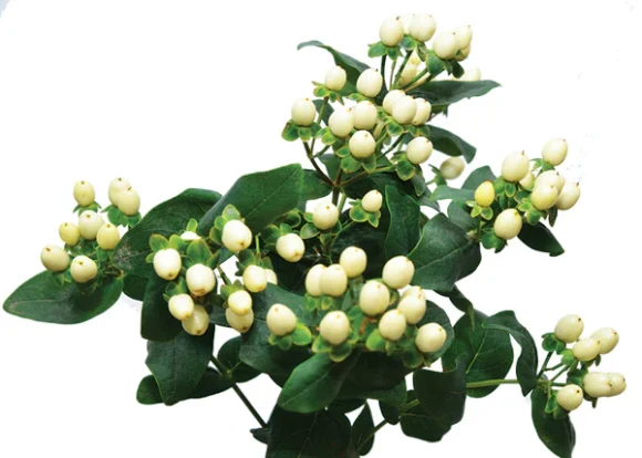HGD 50x50cm White Berry Hypericum Tile